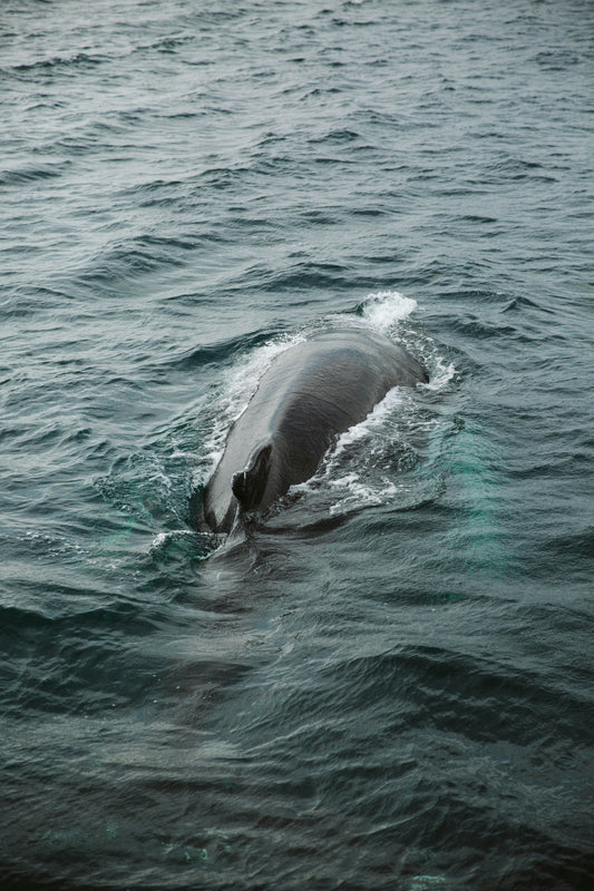What to Wear for Whale Watching in Iceland